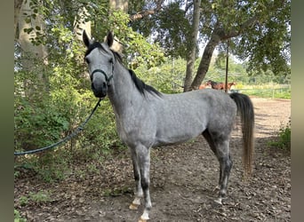 Arabian horses, Stallion, 3 years, 15.2 hh, Gray