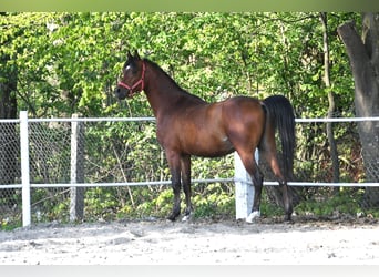 Arabian horses, Stallion, 3 years, 15 hh, Bay