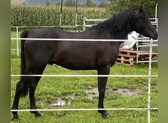 Arabian horses, Stallion, 3 years, 15 hh, Black