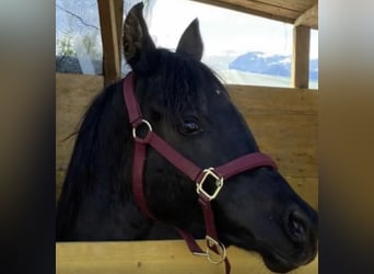 Arabian horses, Stallion, 3 years, 15 hh, Black