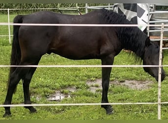 Arabian horses, Stallion, 3 years, 15 hh, Black