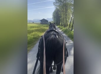 Arabian horses, Stallion, 3 years, 15 hh, Black