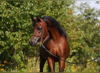 Arabian horses, Stallion, 3 years, 15 hh, Brown
