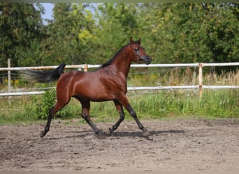 Arabian horses, Stallion, 3 years, 15 hh, Brown