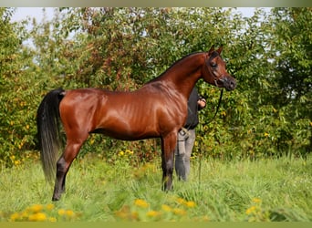 Arabian horses, Stallion, 3 years, 15 hh, Brown