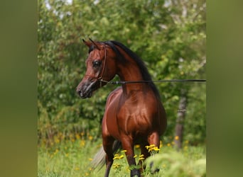 Arabian horses, Stallion, 3 years, 15 hh, Brown
