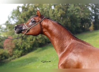 Arabian horses, Stallion, 3 years, 15 hh, Brown