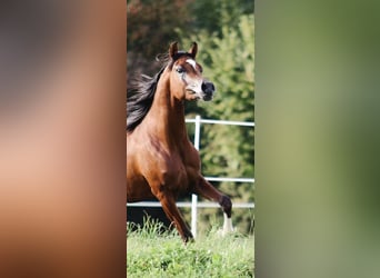 Arabian horses, Stallion, 3 years, 15 hh, Brown