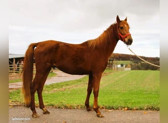 Arabian horses, Stallion, 3 years, 15 hh, Chestnut
