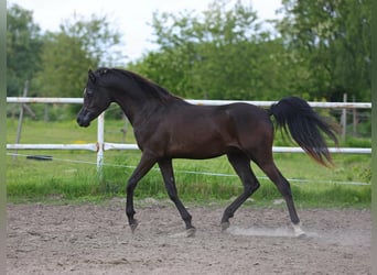 Arabian horses, Stallion, 3 years, 15,1 hh, Black