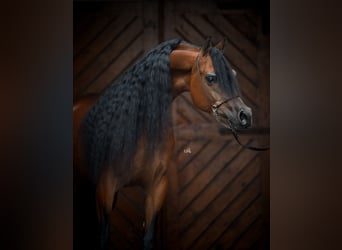Arabian horses, Stallion, 3 years, 15,1 hh, Chestnut-Red