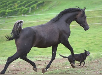 Arabian horses, Stallion, 3 years, 15,1 hh, Grey