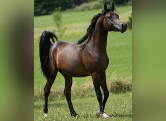 Arabian horses, Stallion, 3 years, 15,2 hh, Brown