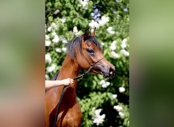 Arabian horses, Stallion, 3 years, Bay