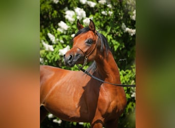 Arabian horses, Stallion, 3 years, Bay