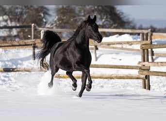 Arabian horses, Stallion, 3 years, Brown