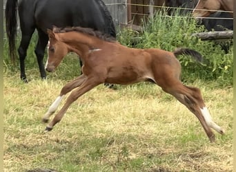 Arabian horses, Stallion, 3 years, Brown