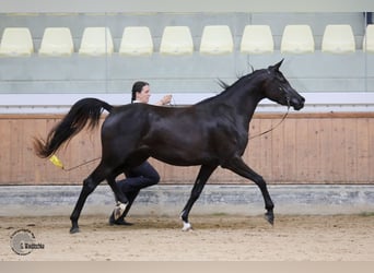 Arabian horses, Stallion, 3 years, Brown