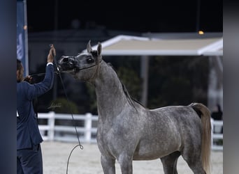 Arabian horses, Stallion, 3 years, Can be white