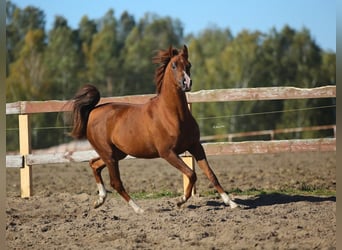 Arabian horses, Stallion, 3 years, Chestnut-Red