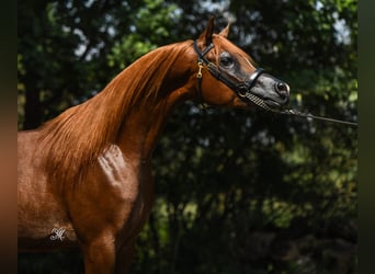 Arabian horses, Stallion, 3 years, Chestnut-Red