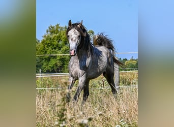Arabian horses, Stallion, 3 years, Grey
