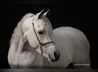 Arabian horses, Stallion, 3 years, Grey
