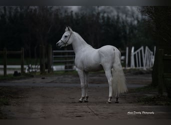 Arabian horses, Stallion, 3 years, Grey