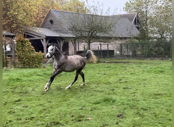 Arabian horses, Stallion, 3 years, White