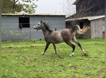 Arabian horses, Stallion, 3 years, White