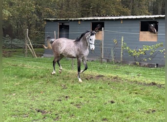 Arabian horses, Stallion, 3 years, White