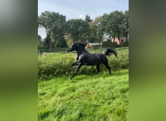 Arabian horses, Stallion, 4 years, 14.2 hh, Black