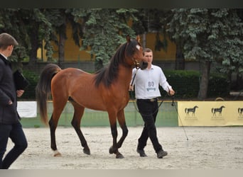 Arabian horses, Stallion, 4 years, 14.2 hh, Brown