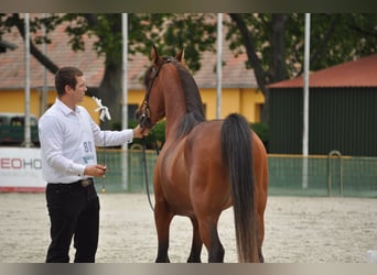 Arabian horses, Stallion, 4 years, 14.2 hh, Brown