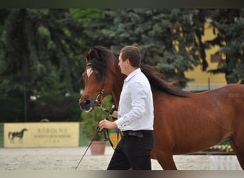 Arabian horses, Stallion, 4 years, 14.2 hh, Brown