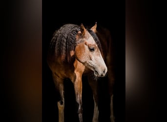 Arabian horses, Stallion, 4 years, 14,2 hh