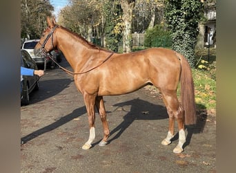 Arabian horses, Stallion, 4 years, 14.3 hh, Chestnut-Red