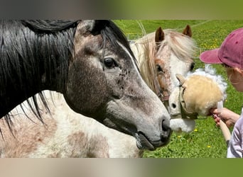 Arabian horses, Stallion, 4 years, 14,1 hh, Gray-Dark-Tan