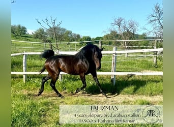 Arabian horses, Stallion, 4 years, 14,2 hh, Bay-Dark