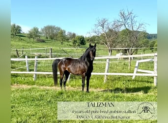 Arabian horses, Stallion, 4 years, 14,2 hh, Bay-Dark