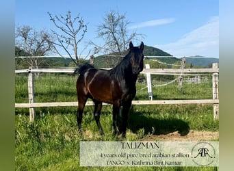 Arabian horses, Stallion, 4 years, 14,2 hh, Bay-Dark