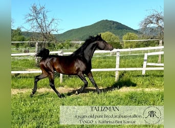 Arabian horses, Stallion, 4 years, 14,2 hh, Bay-Dark