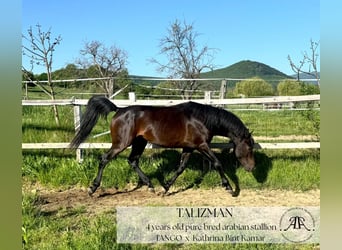 Arabian horses, Stallion, 4 years, 14,2 hh, Bay-Dark