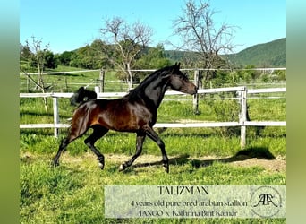 Arabian horses, Stallion, 4 years, 14,2 hh, Bay-Dark