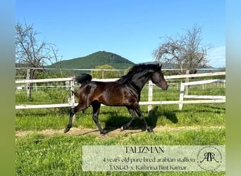 Arabian horses, Stallion, 4 years, 14,2 hh, Bay-Dark