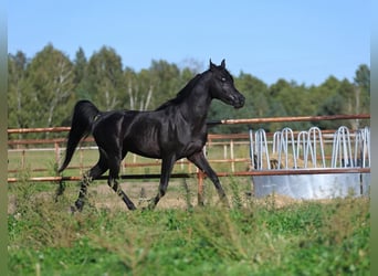 Arabian horses, Stallion, 4 years, 14,2 hh, Black