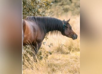 Arabian horses, Stallion, 4 years, 15,1 hh, Brown