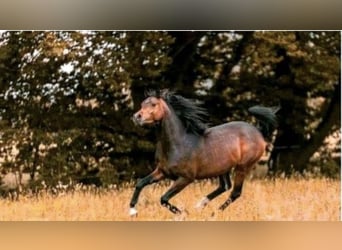 Arabian horses, Stallion, 4 years, 15,1 hh, Brown