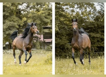 Arabian horses, Stallion, 4 years, 15.1 hh, Brown