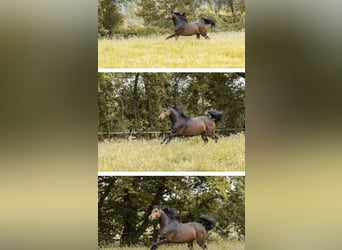 Arabian horses, Stallion, 4 years, 15.1 hh, Brown